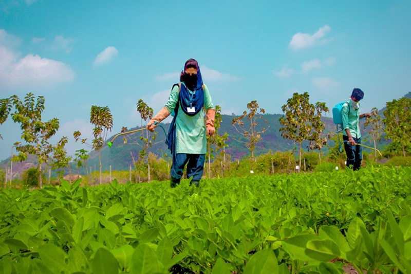 ICAR Begins 2025-26 Counselling for UG Agriculture Courses Using CUET-UG Scores